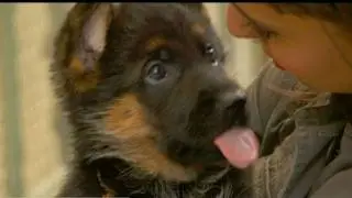 New Skete Monastery Dog Trainers