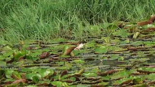 Jacana chicks
