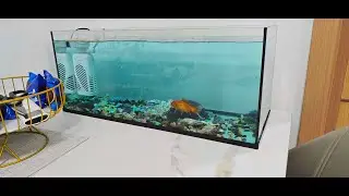 Clean my Fish tank in REAL TIME.
