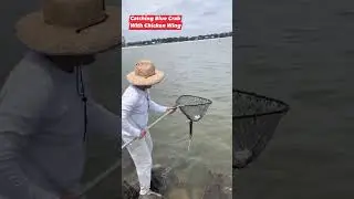 Catching Blue Crabs With Chicken Wings On A String