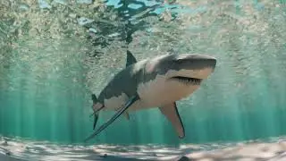 Shark Under Water Sounds | Underwater Bubble Sounds, Ocean Sounds, Sleep Sounds, Deep Sea