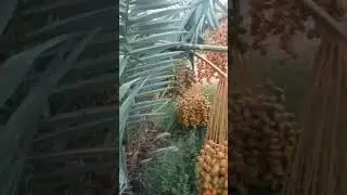عشره فدان نخيل منتج للبيع 01210412980