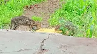 Cat 😺 vs 🦔 Mangoos Faght # Masti #amezing #video