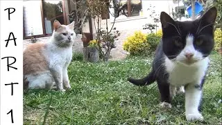 Cats in Love