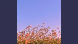 Dandelions (Lofi Remix)