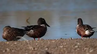 Spatula clypeata, Mestolone, Shoveler