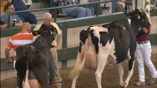 Fair 2009: Dairy Cattle