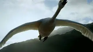 Wings Flapping Soaring Sound Effect