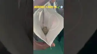 Perfect Z Terps 😮&zwj;💨💨🍃 #shortvideo #shorts #shortsviral