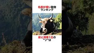 名前が短い動物ランキング1位の&rdquo;ゾ&rdquo;に関する雑学🥸　#雑学 #動物 #animals #自然