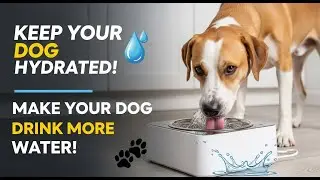 How to Make Your Dog Drink More Water &ndash; Tips for a Healthy Hydration