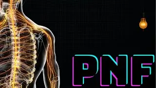 Proprioceptive neuromuscular facilitation (PNF) - therapeutic exercise