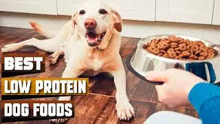 Healthy Hounds: Top 10 Low Protein Dog Foods for Optimal Canine Wellness
