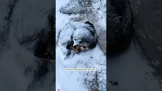 I found a dog sleeping in the snow and then&hellip;#rescue #animals #fyp #dog