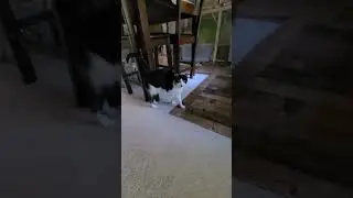 #watch #teen #kitten #lara #doing #her #morning #stretches #after #she #ate #her #food #fun #moments