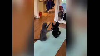 KUNG FU CATS Playing Patty Cake ! 🙀😸