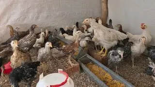 Todo un reto criar 70 gallinas criollas en el patio 