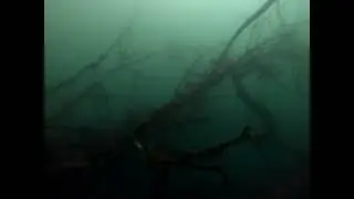 cenote virgen M&eacute;xico Q.Roo