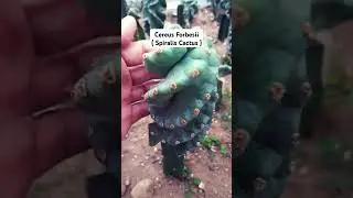 This is a rare cactus!