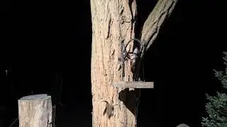 NORTHERN FLYING SQUIRRELS