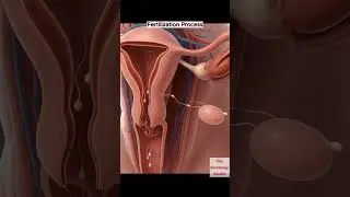 Fertilization Process Explained ｜ How Sperm Meets Egg ｜ Human Reproduction Education
