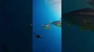 Open Ocean Speed Chase &ndash; Mahi-Mahi Outspeeds Diver  #underwaterworld #scubadiving #fishing
