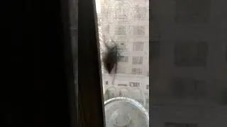 noisy cicada on my window 🪟   #bug #funny #funnyvideo #insects #cicada #bugs