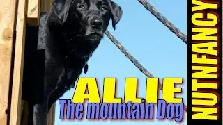 Running My 80 yr Old Dog:  Allie Update!