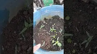 Kebun minikuu... 😍🥰 #spontanuhuy #kebunku #kebunsendiri #fypシ゚viral
