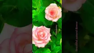 Rose shorts flower videos# #rose #nature #plantsofindia #flower #love #flowers #hibiscus #terracega