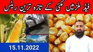 Maize rate today in Pakistan | Corn Feed Mills rates | Bilal Kanju Official