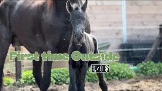 Foal’s first time Outside { Ava’s Diaries} | Ella & Horses