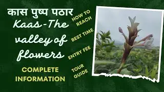 कास पठार |कास पुष्प पठार |Kaas pathar 2023| Kaas Plateu | The valley of flowers | Satara Travel vlog