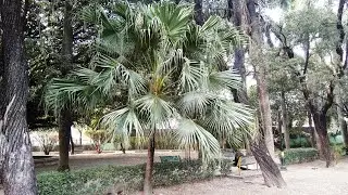 Livistona Palm Tree || Fan-Shaped Leaves Tree
