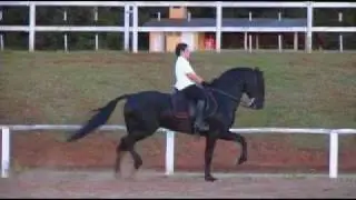 TAMBOR&Eacute; III HM - VENDIDO NO LEIL&Atilde;O