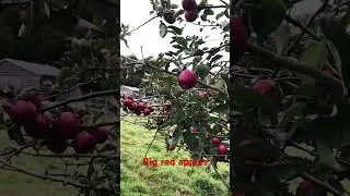 Picking red apples #uk #england #Kingsclere #Knowlhill
