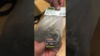 УЦЕНЁННЫЙ ПОСАДОЧНЫЙ МАТЕРИАЛ или как спасти растение,если в пакете уже #гербарий #хоста