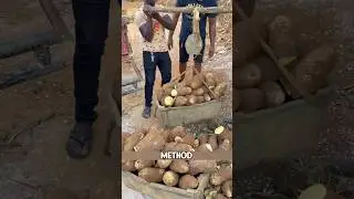 This is Nigeria in Africa, where locals are growing yams using a unique method!
