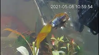 harlequin rasbora breeding