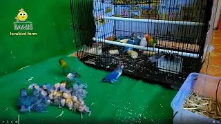 panen LOVEBIRD melimpah MELATIH FF- FREE FLY part 2 || BAMIS LOVEBIRD farm