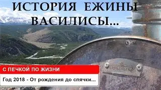 Ежик От рождения до первой спячки 2018 год / Wild Russian Hedgehog Vasilisa