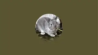 MARU CHANNEL〜まるちゃんねる〜 がライブ配信中！