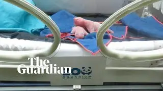 Giant panda at Madrid&rsquo;s Aquarium Zoo gives birth to twins
