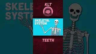 How Many Teeth Do You Have? | Human Body Songs For Kids | KLT Anatomy #shorts