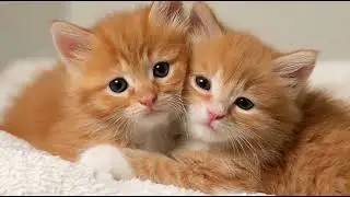 Playlist(cat purring) - Curious Cat Adventures in Nature 🌿🐱