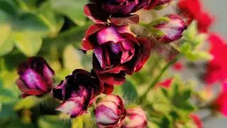 5 Tips for More Flowers on Geranium IVY || यति गरेपछि गमलै फूलले ढाकिन्छ! #shorts