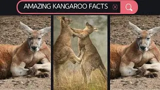 Mind Blowing Kangaroo Facts You Didn't Know