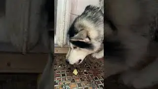 Хаски Гера Кушает Husky is eating Cute And funny #husky  Videos Compilation cute moment