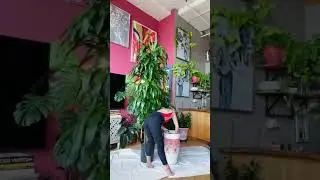 Bringing home my huge dracaena #houseplants #newplantday #houseplantslover #plantcollection
