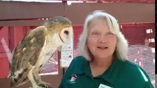 Weekend Raptor Talk | Piper, Barn Owl | May 16, 2020 | Nature & Wildlife Discovery Center
